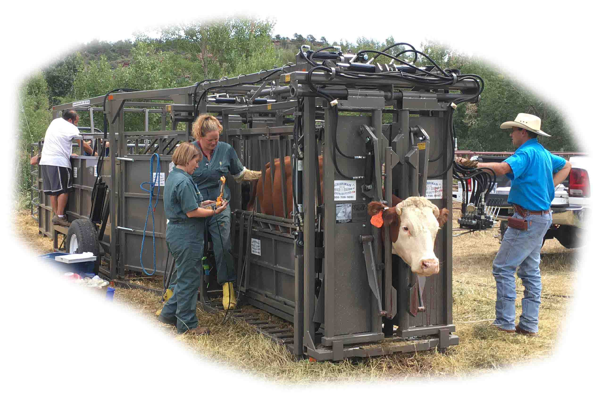 Portable Hydraulic Cattle Working Chute, Double Alley with Tub